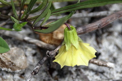 Physalis angustifolia