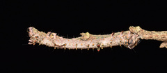 Catephia natalensis