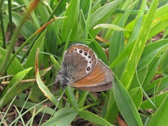 Coenonympha gardetta