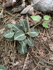 Goodyera pubescens