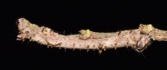 Catephia natalensis