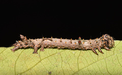 Catephia natalensis