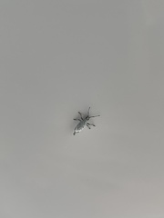 Myllocerus undecimpustulatus