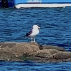 Larus dominicanus dominicanus