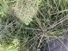 Chloris verticillata