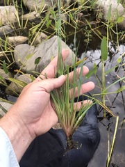 Xyris difformis