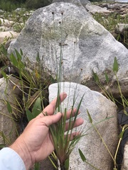Xyris difformis