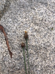 Xyris difformis