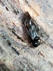 Elipsocidae