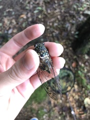 Hyalessa maculaticollis