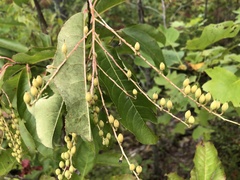 Oxydendrum arboreum