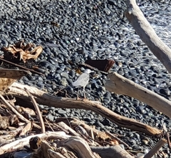 Egretta novaehollandiae novaehollandiae