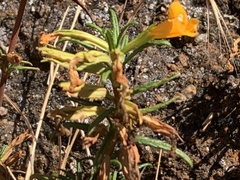 Diplacus aurantiacus