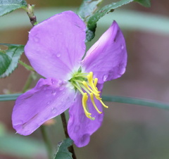 Rhexia mariana