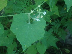 Echinopepon wrightii