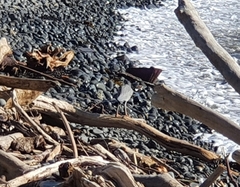 Egretta novaehollandiae novaehollandiae