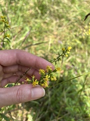 Solidago erecta