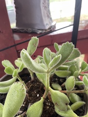 Cotyledon tomentosa