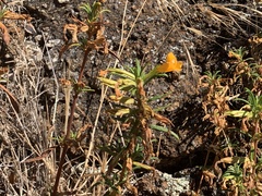 Diplacus aurantiacus