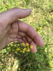 Solidago erecta