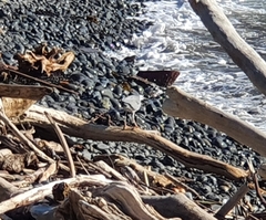 Egretta novaehollandiae novaehollandiae