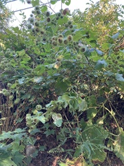 Arctium lappa