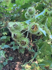 Arctium lappa