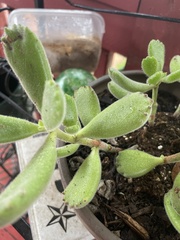 Cotyledon tomentosa