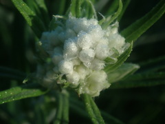 Gnaphalieae