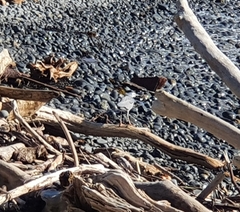 Egretta novaehollandiae novaehollandiae