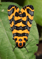 Amphicallia bellatrix