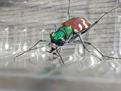 Cicindela coerulea nitida
