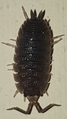 Porcellio