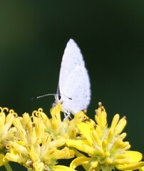Celastrina neglecta