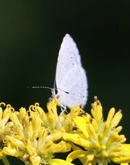 Celastrina neglecta