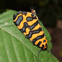 Amphicallia bellatrix