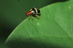 Gynandrobrotica lepida