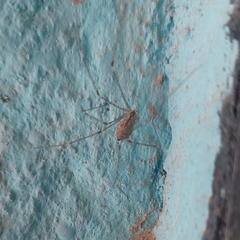 Crossopriza lyoni