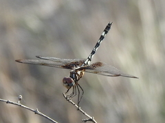Dythemis fugax