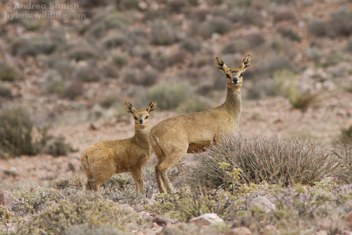 Klipspringer