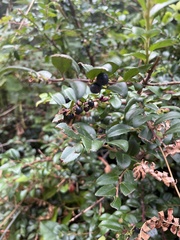 Vaccinium ovatum