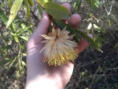 Hyaloseris salicifolia