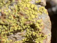 Candelariella rosulans