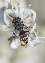 Miltogramminae