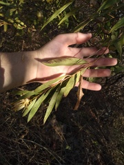 Hyaloseris salicifolia