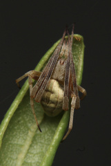 Acacesia