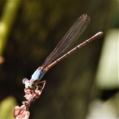 Argia