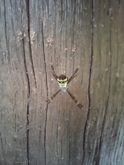 Argiope aetherea