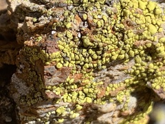 Candelariella rosulans