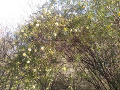 Hyaloseris salicifolia